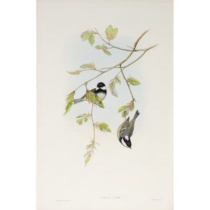 Coal Tit Plate 025 by John Gould – Birds of Great Britain Volume 2, the Insessores. Museum quality giclee print. Facsimile Giclee