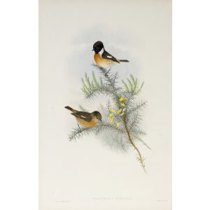 Stone-chat or Furze-chat Plate 047 by John Gould – Birds of Great Britain Volume 2, the Insessores. Museum quality giclee print. Facsimile Giclee