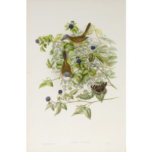 Whitethroat Plate 057 by John Gould – Birds of Great Britain Volume 2, the Insessores. Museum quality giclee print. Facsimile Giclee