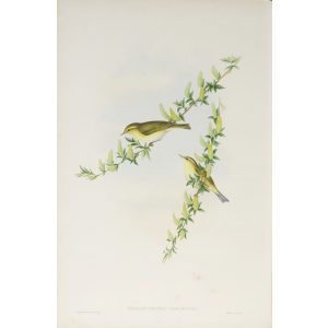 Willow-Wren Plate 065 by John Gould – Birds of Great Britain Volume 2, the Insessores. Museum quality giclee print. Facsimile Giclee