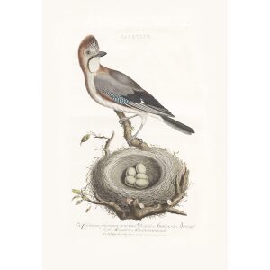 Gaai by Cornelius Nozeman. Nederlandsche Vogelen or Dutch Birds. Museum quality Facsimile giclee print. Certificate of authenticity included. Limited edition.