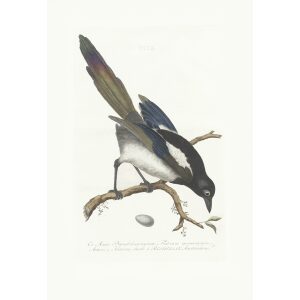 Klapekster by Cornelius Nozeman. Nederlandsche Vogelen or Dutch Birds. Museum quality Facsimile giclee print. Certificate of authenticity included. Limited edition.