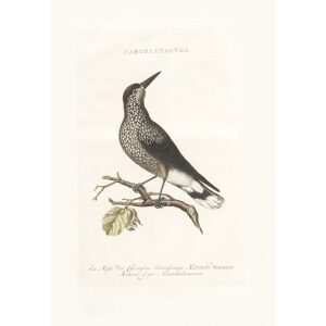 Notenkraker by Cornelius Nozeman. Nederlandsche Vogelen or Dutch Birds. Museum quality Facsimile giclee print. Certificate of authenticity included. Limited edition.