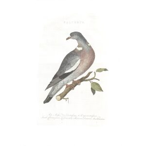 Ringduif by Cornelius Nozeman. Nederlandsche Vogelen or Dutch Birds. Museum quality Facsimile giclee print. Certificate of authenticity included. Limited edition.