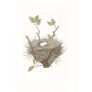 Nest en Ei Ringduif by Cornelius Nozeman. Nederlandsche Vogelen or Dutch Birds. Museum quality Facsimile giclee print. Certificate of authenticity included. Limited edition.