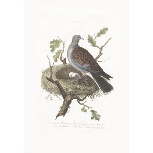 Tortel by Cornelius Nozeman. Nederlandsche Vogelen or Dutch Birds. Museum quality Facsimile giclee print. Certificate of authenticity included. Limited edition.