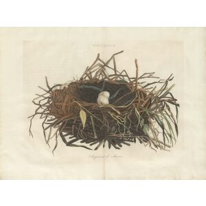 Nest en Ei Kiekendief by Cornelius Nozeman. Nederlandsche Vogelen or Dutch Birds. Museum quality Facsimile giclee print. Certificate of authenticity included. Limited edition.