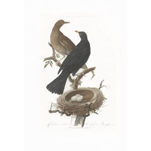 Merel by Cornelius Nozeman. Nederlandsche Vogelen or Dutch Birds. Museum quality Facsimile giclee print. Certificate of authenticity included. Limited edition.