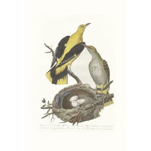 Wielewaal by Cornelius Nozeman. Nederlandsche Vogelen or Dutch Birds. Museum quality Facsimile giclee print. Certificate of authenticity included. Limited edition.