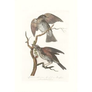 Koperwiek by Cornelius Nozeman. Nederlandsche Vogelen or Dutch Birds. Museum quality Facsimile giclee print. Certificate of authenticity included. Limited edition.