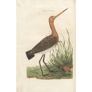 Grutto by Cornelius Nozeman. Nederlandsche Vogelen or Dutch Birds. Museum quality Facsimile giclee print. Certificate of authenticity included. Limited edition.