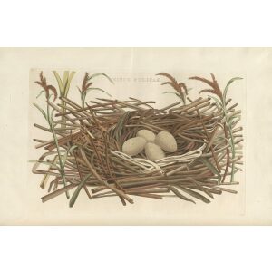 Nest met eieren van de Meerkoet by Cornelius Nozeman. Nederlandsche Vogelen or Dutch Birds. Museum quality Facsimile giclee print. Certificate of authenticity included. Limited edition.