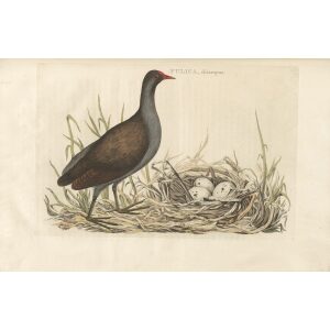 Waterhoentje by Cornelius Nozeman. Nederlandsche Vogelen or Dutch Birds. Museum quality Facsimile giclee print. Certificate of authenticity included. Limited edition.