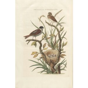 Slootmus by Cornelius Nozeman. Nederlandsche Vogelen or Dutch Birds. Museum quality Facsimile giclee print. Certificate of authenticity included. Limited edition.