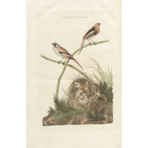 Baardmannetje by Cornelius Nozeman. Nederlandsche Vogelen or Dutch Birds. Museum quality Facsimile giclee print. Certificate of authenticity included. Limited edition.