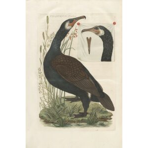 Scholver by Cornelius Nozeman. Nederlandsche Vogelen or Dutch Birds. Museum quality Facsimile giclee print. Certificate of authenticity included. Limited edition.