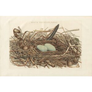 Nest met eieren van de Scholver by Cornelius Nozeman. Nederlandsche Vogelen or Dutch Birds. Museum quality Facsimile giclee print. Certificate of authenticity included. Limited edition.