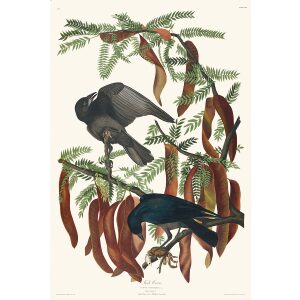 Audubon 146 Fish Crow Birds of America Facsimile giclée print Heritage Prints