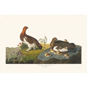 Audubon 191 Willow Grouse or Large Ptarmigan Birds of America Facsimile giclée print Heritage Prints