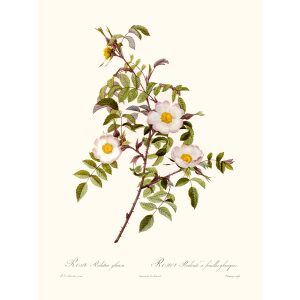 Rosa Redutea by Pierre Joseph Redouté. Les Roses. Heritage Prints. Facsimile Giclee Print taken from the original edition. Certificate of authenticity included.