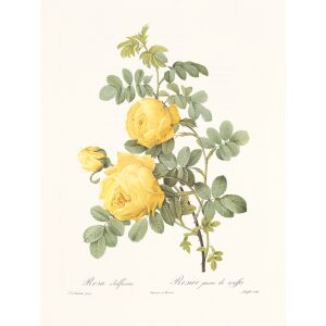 Rosa Sulfurea by Pierre Joseph Redouté. Les Roses. Heritage Prints. Facsimile Giclee Print taken from the original edition. Certificate of authenticity included.