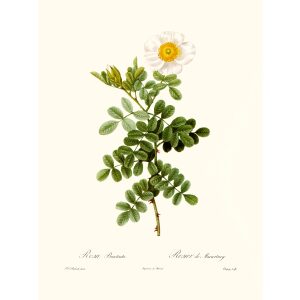 Rosa Bracteate by Pierre Joseph Redouté. Les Roses. Heritage Prints. Facsimile Giclee Print taken from the original edition. Certificate of authenticity included.