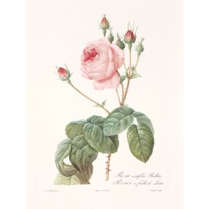 Rosa centifolia Bullata by Pierre Joseph Redouté. Les Roses. Heritage Prints. Facsimile Giclee Print taken from the original edition. Certificate of authenticity included.