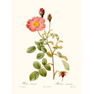 Rosa Muscosa Simplex by Pierre Joseph Redouté. Les Roses. Heritage Prints. Facsimile Giclee Print taken from the original edition. Certificate of authenticity included.