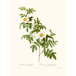 Rosa Clynophylia by Pierre Joseph Redouté. Les Roses. Heritage Prints. Facsimile Giclee Print taken from the original edition. Certificate of authenticity included.