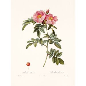 Rosa Lucida by Pierre Joseph Redouté. Les Roses. Heritage Prints. Facsimile Giclee Print taken from the original edition. Certificate of authenticity included.