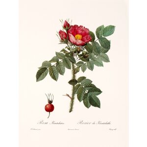 Rosa Kamtchatica by Pierre Joseph Redouté. Les Roses. Heritage Prints. Facsimile Giclee Print taken from the original edition. Certificate of authenticity included.