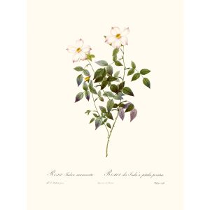 Rosa Indica Pierre Joseph Redouté. Les Roses. Heritage Prints. Facsimile Giclee Print taken from the original edition. Certificate of authenticity included.