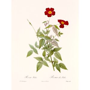 Rosa Indica Acuminata by by Pierre Joseph Redouté. Les Roses. Heritage Prints. Facsimile Giclee Print taken from the original edition. Certificate of authenticity included.