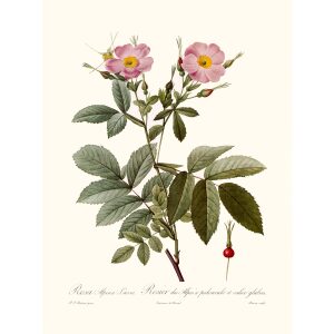 Rosa Alpina Laevis by Pierre Joseph Redouté. Les Roses. Heritage Prints. Facsimile Giclee Print taken from the original edition. Certificate of authenticity included.