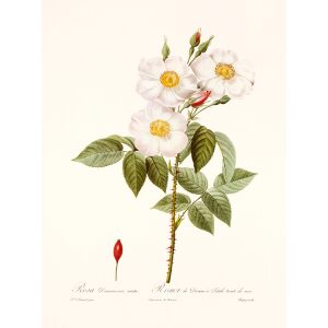 Rosa Damascena Subalba by Pierre Joseph Redouté. Les Roses. Heritage Prints. Facsimile Giclee Print taken from the original edition. Certificate of authenticity included.