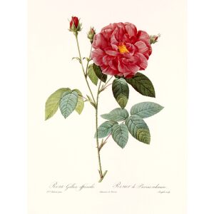 Rosa Gallica Officinalis by Pierre Joseph Redouté. Les Roses. Heritage Prints. Facsimile Giclee Print taken from the original edition. Certificate of authenticity included.