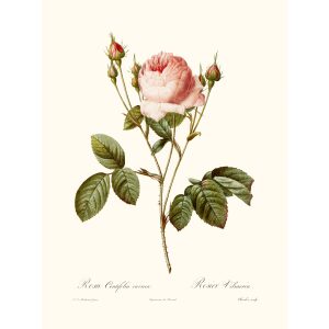 Rosa Centifiola by Pierre Joseph Redouté. Les Roses. Heritage Prints. Facsimile Giclee Print taken from the original edition. Certificate of authenticity included.