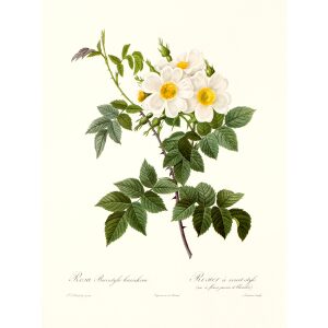 Rosa Brevistyla by Pierre Joseph Redouté. Les Roses. Heritage Prints. Facsimile Giclee Print taken from the original edition. Certificate of authenticity included.