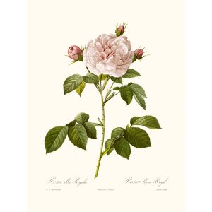 Rosa alba Regalis by Pierre Joseph Redouté. Les Roses. Heritage Prints. Facsimile Giclee Print taken from the original edition. Certificate of authenticity included.