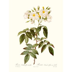 Rosa Moschata by Pierre Joseph Redouté. Les Roses. Heritage Prints. Facsimile Giclee Print taken from the original edition. Certificate of authenticity included.