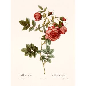 Rosa Rapa by Pierre Joseph Redouté. Les Roses. Heritage Prints. Facsimile Giclee Print taken from the original edition. Certificate of authenticity included.