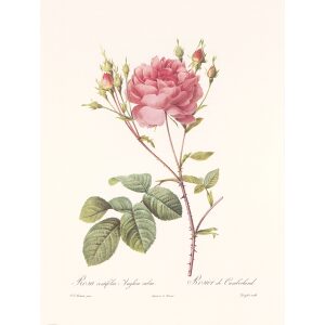 Rosa Centifolia Anglica Rubra by Pierre Joseph Redouté. Les Roses. Heritage Prints. Facsimile Giclee Print taken from the original edition. Certificate of authenticity included.