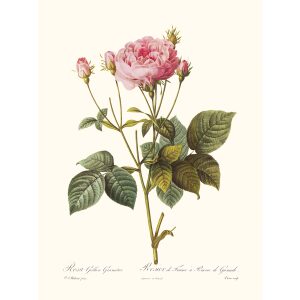 Rosa Gallica Granati by Pierre Joseph Redouté. Les Roses. Heritage Prints. Facsimile Giclee Print taken from the original edition. Certificate of authenticity included.