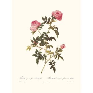 Rosa Sepium Flora Submultiplici by Pierre Joseph Redouté. Les Roses. Heritage Prints. Facsimile Giclee Print taken from the original edition. Certificate of authenticity included.