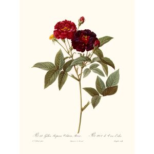 Rosa Gallica Purpurea Velutina by Pierre Joseph Redouté. Les Roses. Heritage Prints. Facsimile Giclee Print taken from the original edition. Certificate of authenticity included.