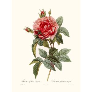 Rosa Gallica Regalis by Pierre Joseph Redouté. Les Roses. Heritage Prints. Facsimile Giclee Print taken from the original edition. Certificate of authenticity included.