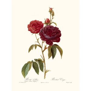 Rosa Gallica Purpuro-Violocea Magna by Pierre Joseph Redouté. Les Roses. Heritage Prints. Facsimile Giclee Print taken from the original edition. Certificate of authenticity included.