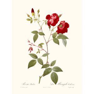 Rosa Indica Pannosa by Pierre Joseph Redouté. Les Roses. Heritage Prints. Facsimile Giclee Print taken from the original edition. Certificate of authenticity included.