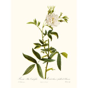 Rosa Alba Cymboefolia by Pierre Joseph Redouté. Les Roses. Heritage Prints. Facsimile Giclee Print taken from the original edition. Certificate of authenticity included.