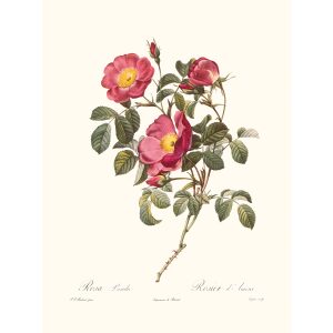 Rosa Pumila by Pierre Joseph Redouté. Les Roses. Heritage Prints. Facsimile Giclee Print taken from the original edition. Certificate of authenticity included.